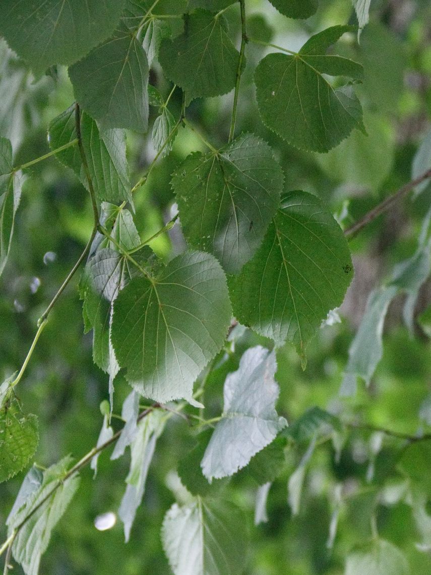 American Tilia Leaves