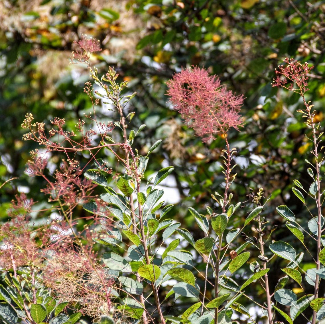 smoketree tree flowers