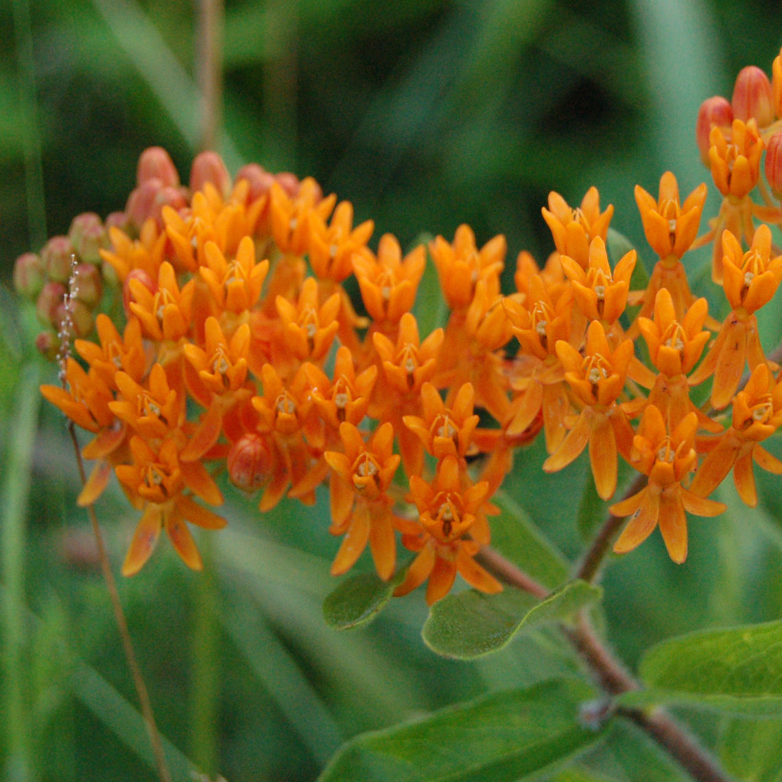 butterfly weed