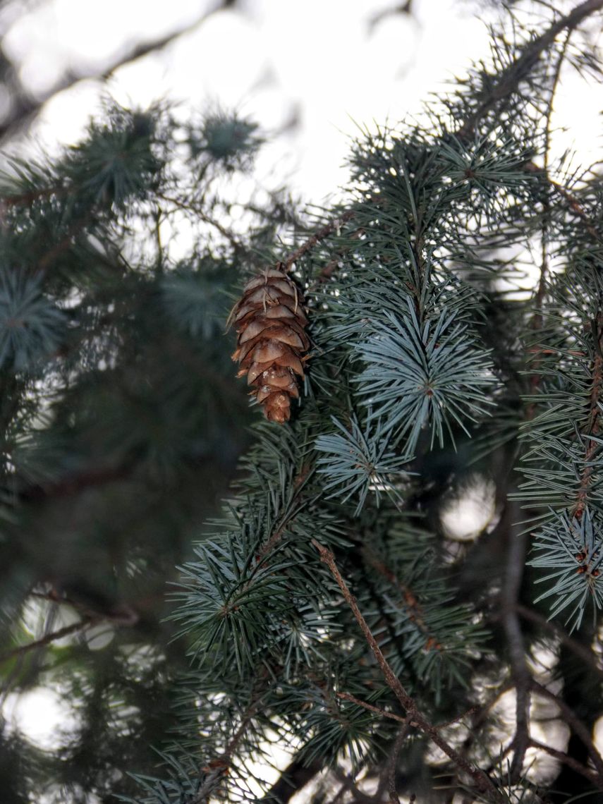 Douglas Fir Needles