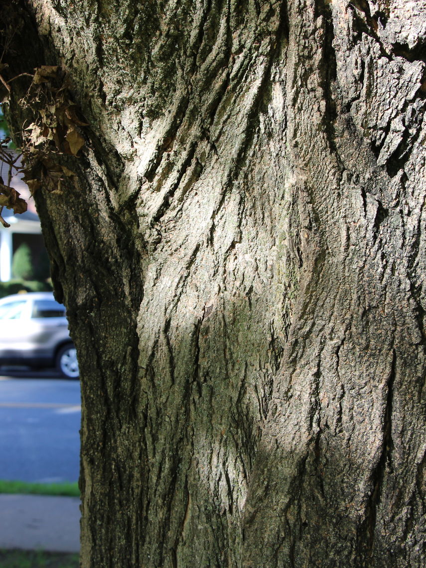 Sugar Maple Bark