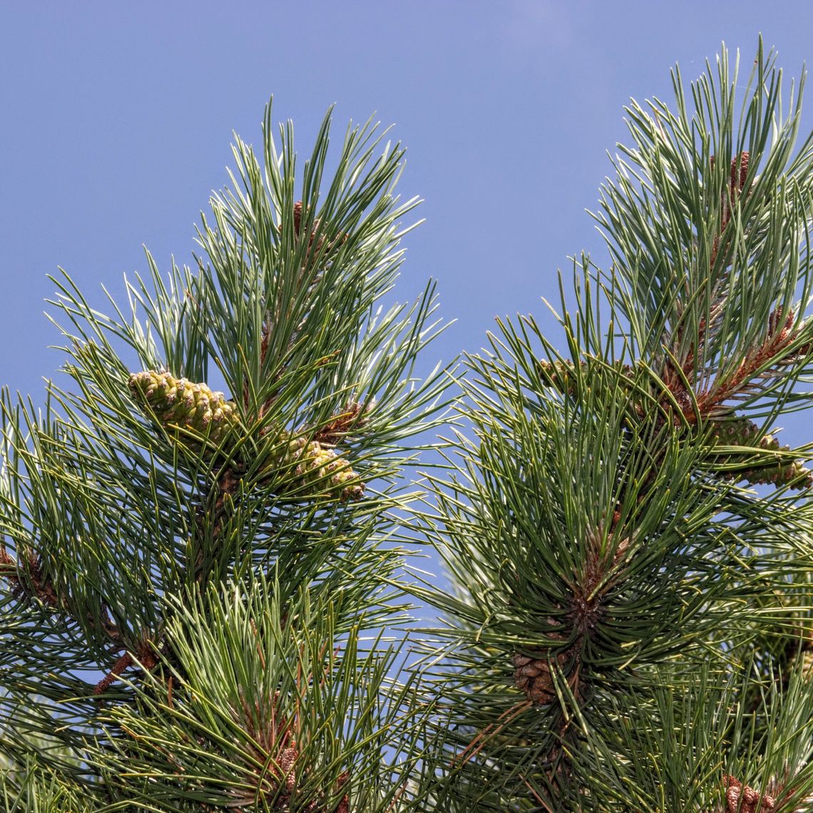 Austrian Pine