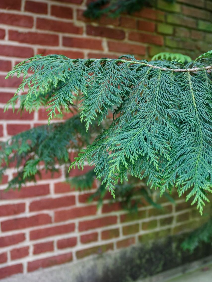 Sawara False Cypress Foliage