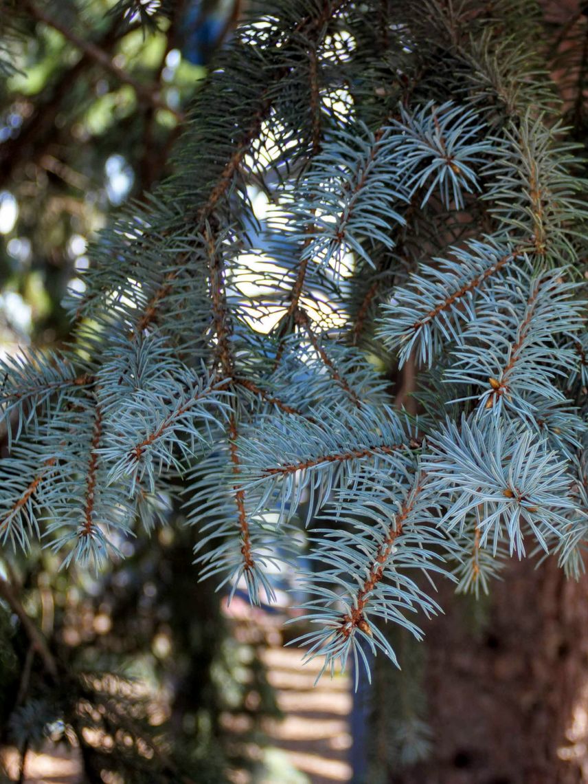 Colorado Blue Spruce  needles