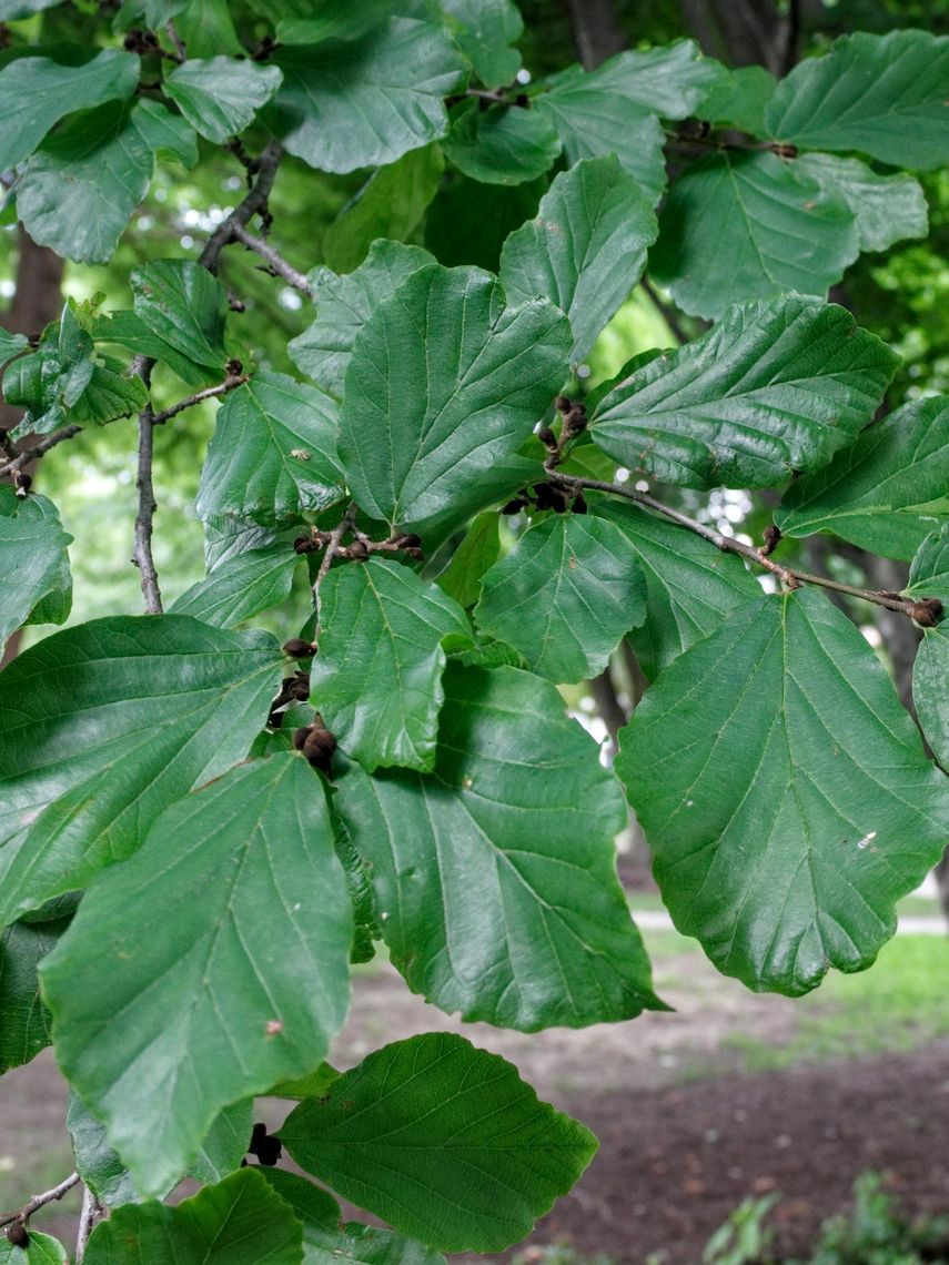 Persian Parrotia leaves