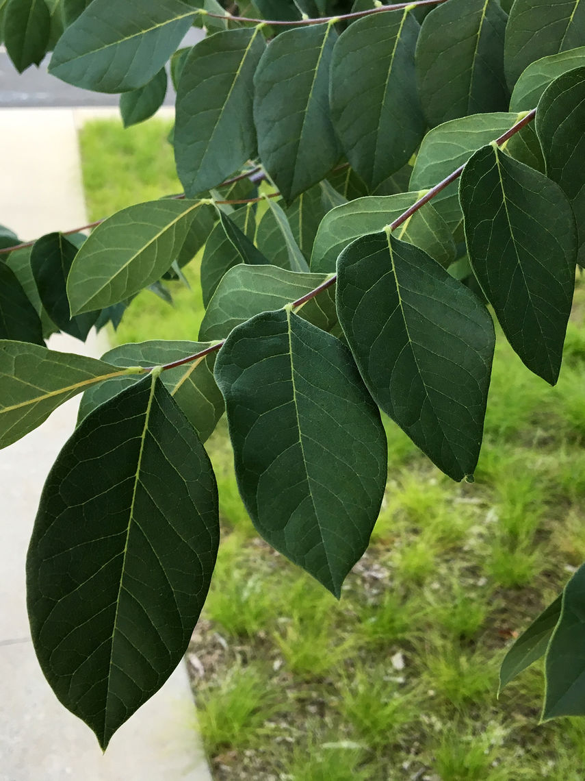 Kentucky Coffee Tree Leaves