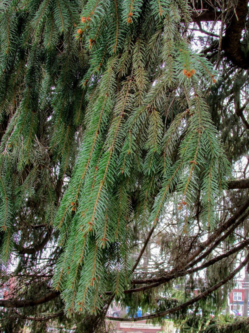 Norway Spruce needles