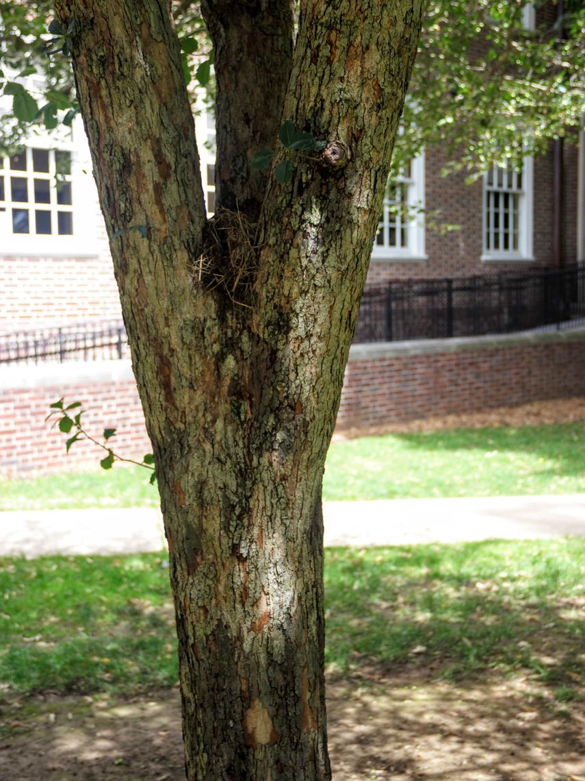 Cockspur Hawthorn Bark