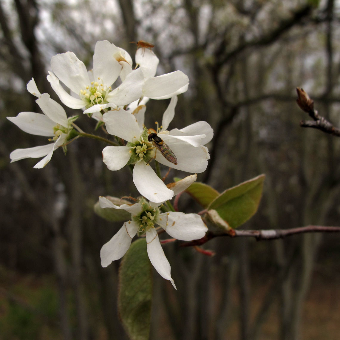 Downy Serviceberry (photo by pverdonk)