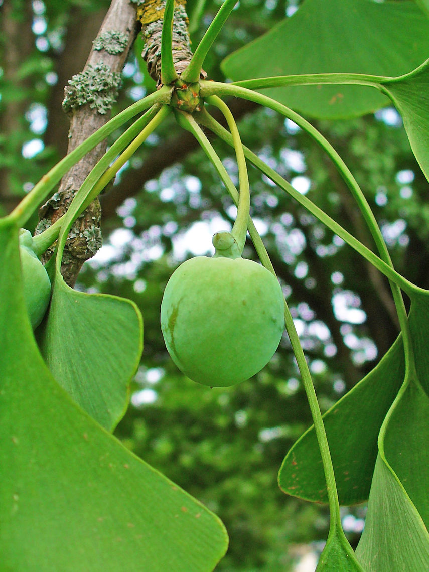 Ginko Fruit