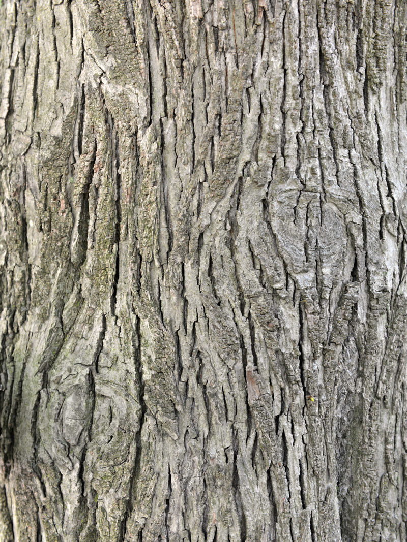 Shagbark Hickory Bark