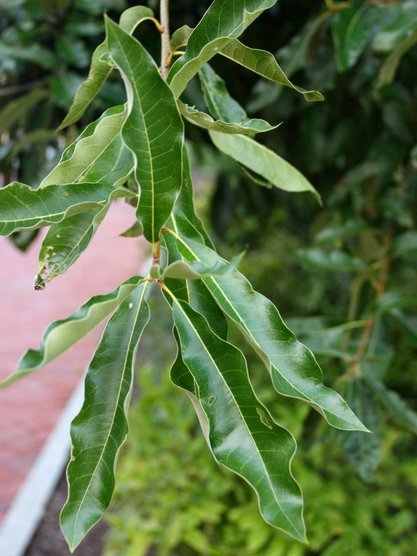 Laurel Oak