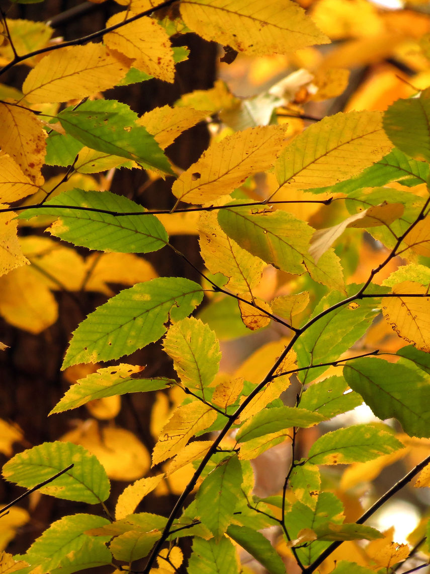 american hornbeam fall