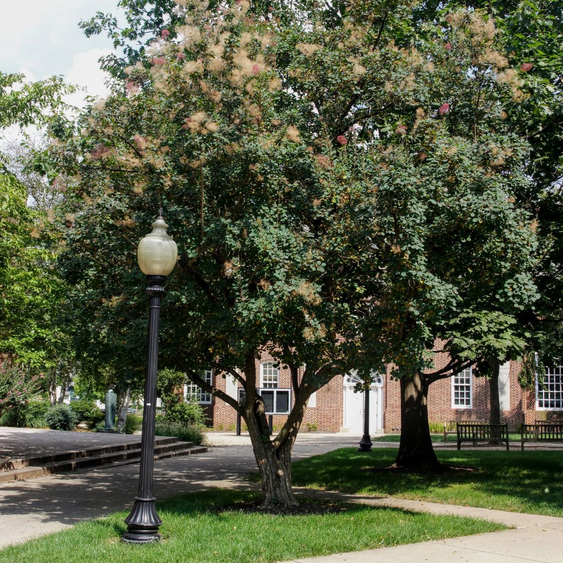 smoketree tree