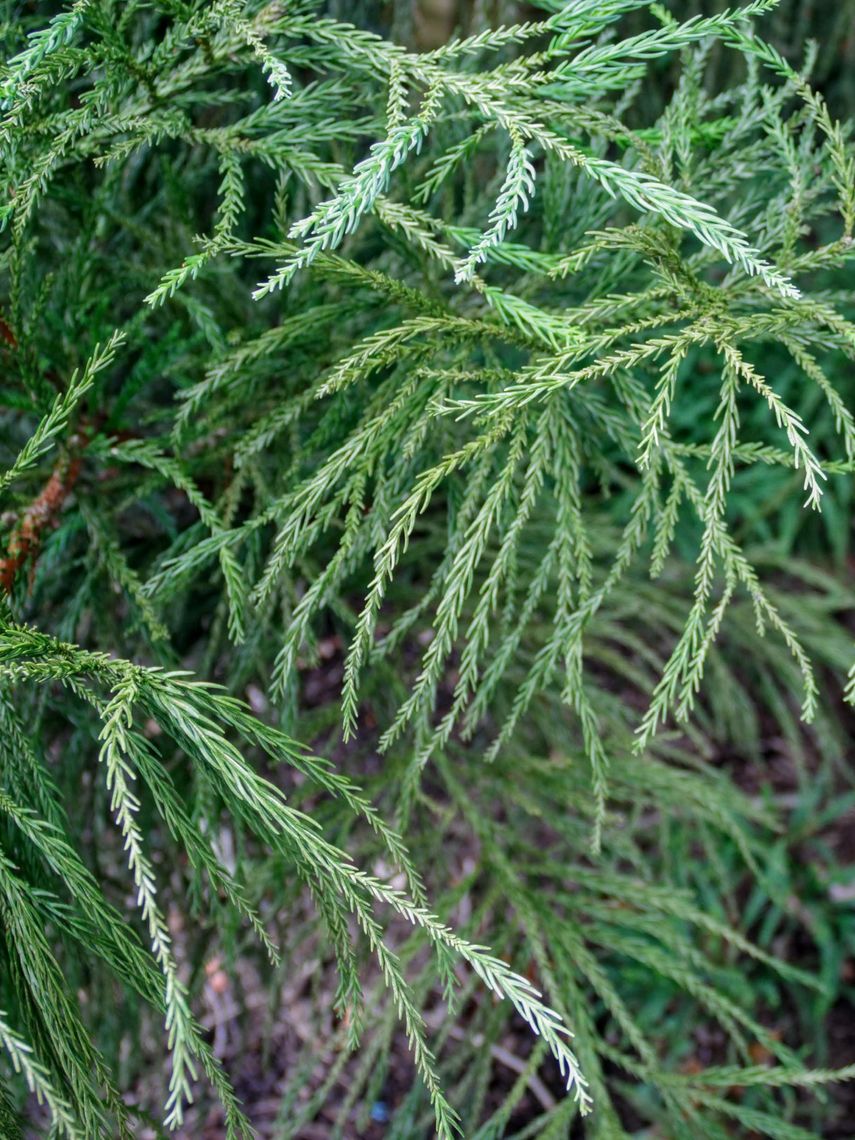 Japanese Cedar Needles