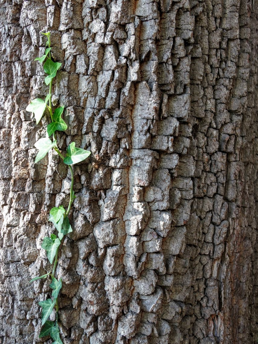 American Persimmon bark