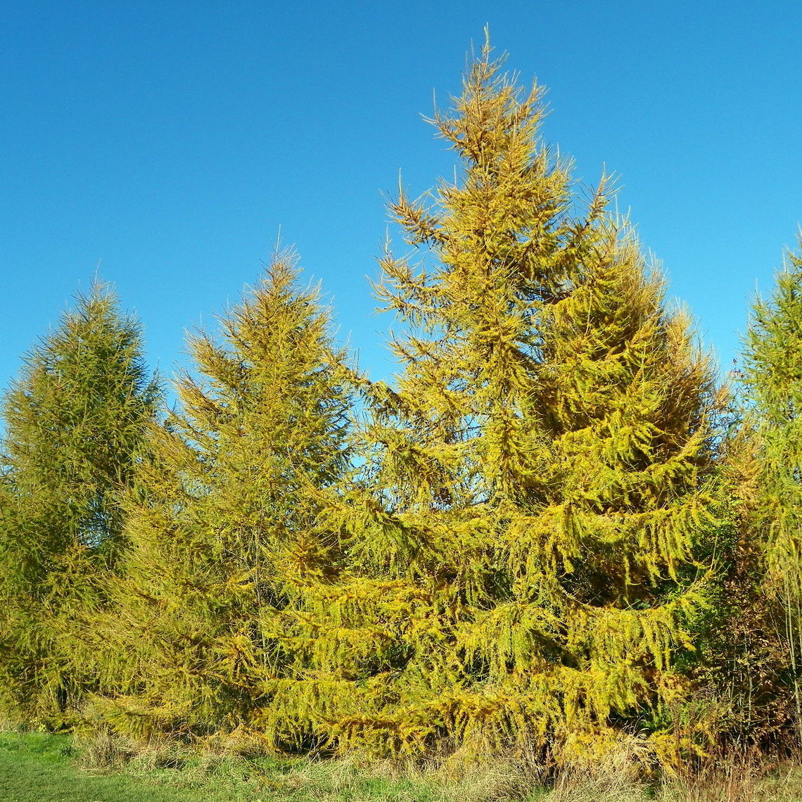 European larch