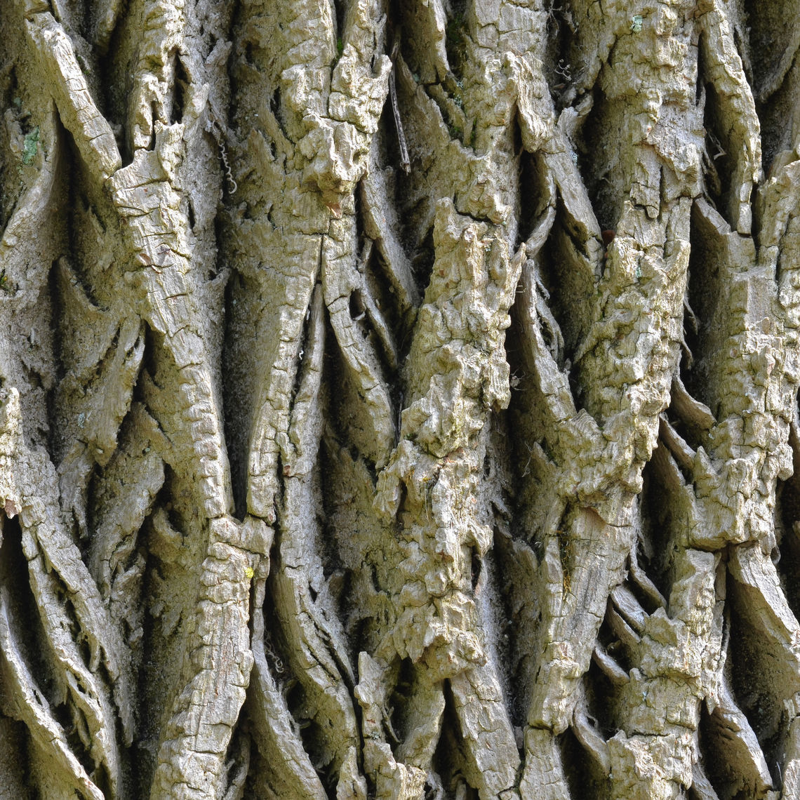 White Ash Bark