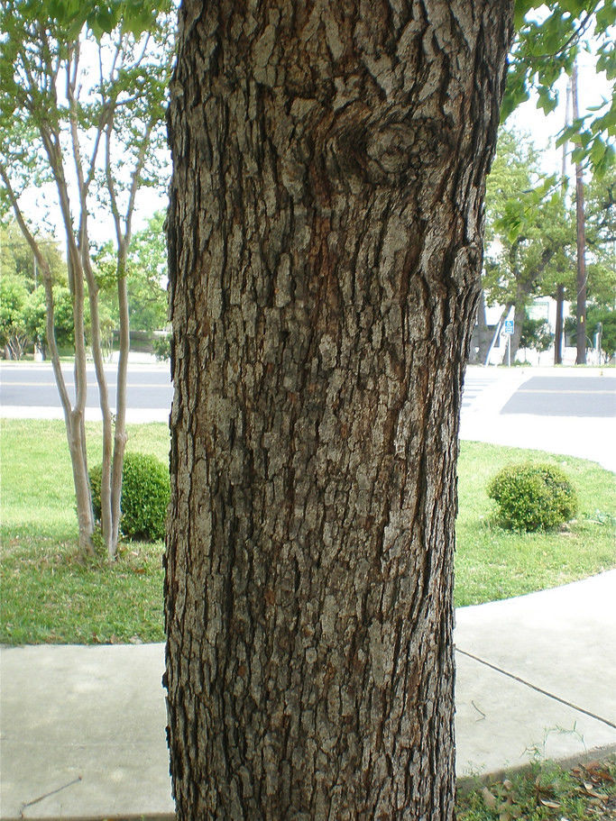 Chinkapin Oak bark