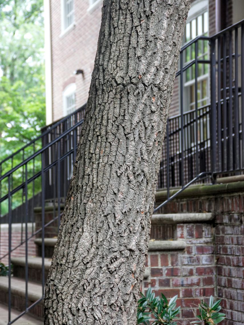 Sourwood bark