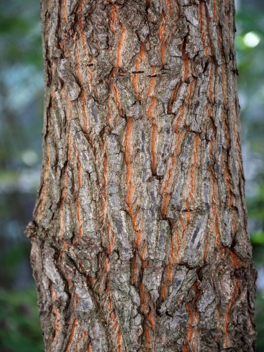 Carolina Silverbell  bark