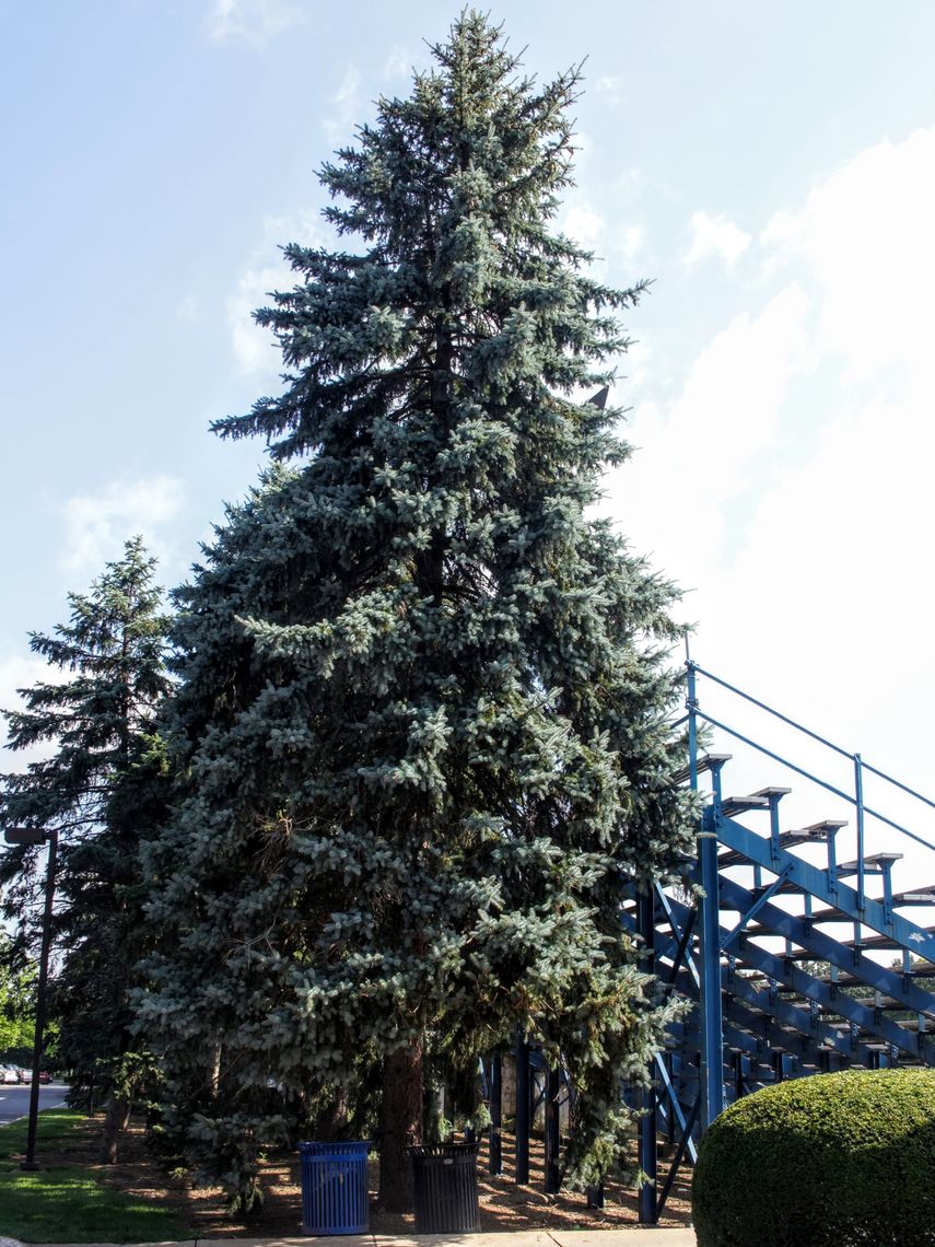 Colorado Blue Spruce