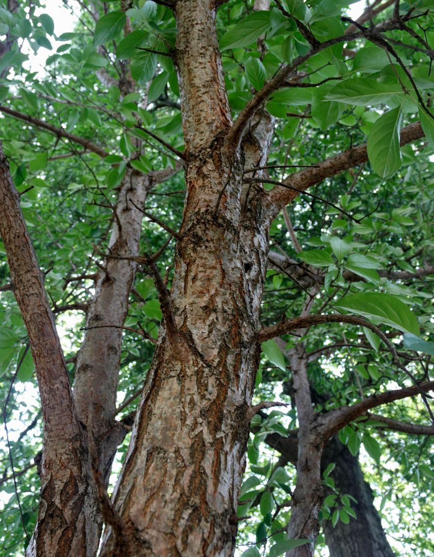 White Fingertree