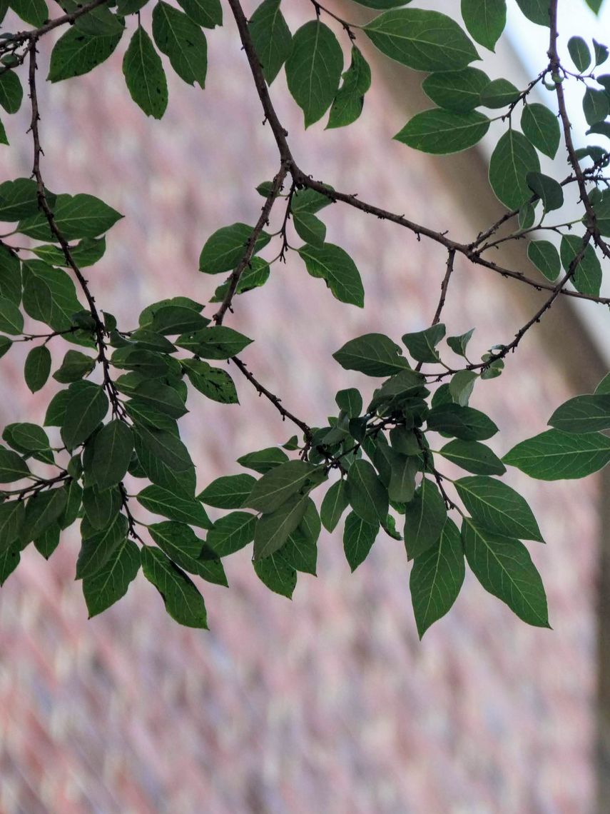 American Persimmon leaves