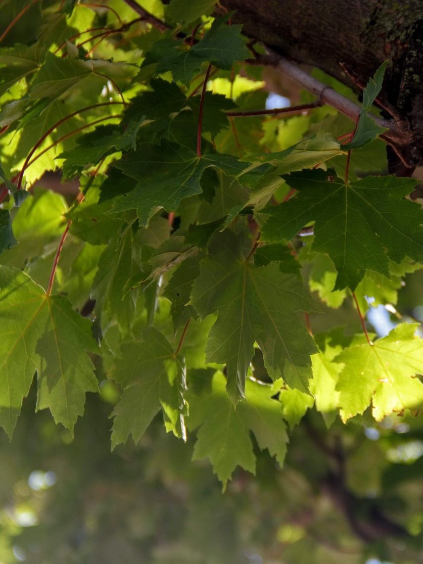 Freeman's Maple leaves