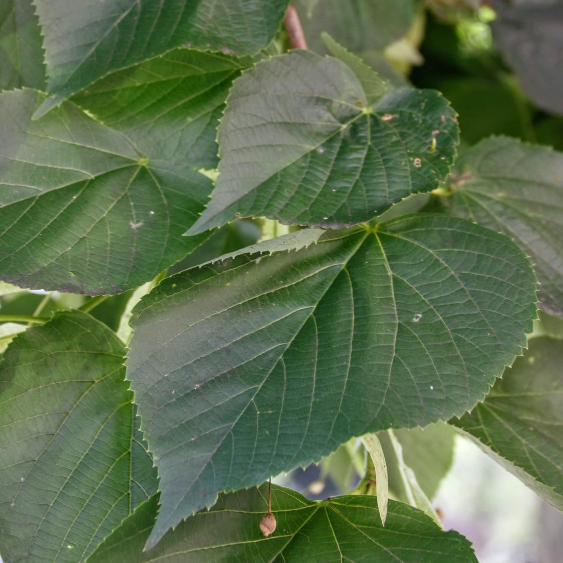 Eastern Cottonwood