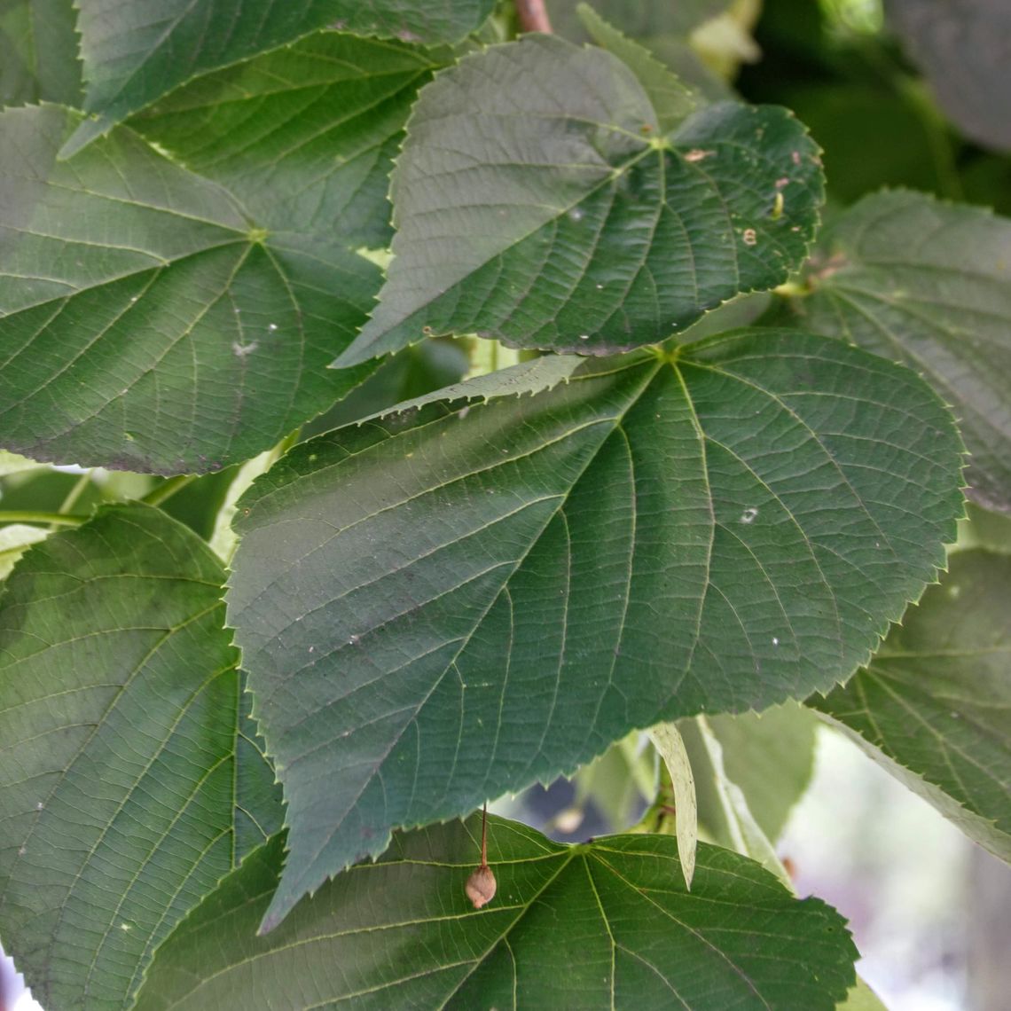 Eastern Cottonwood