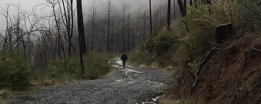 Paradise, California, where the 2018 Camp Fire wildlife originated.