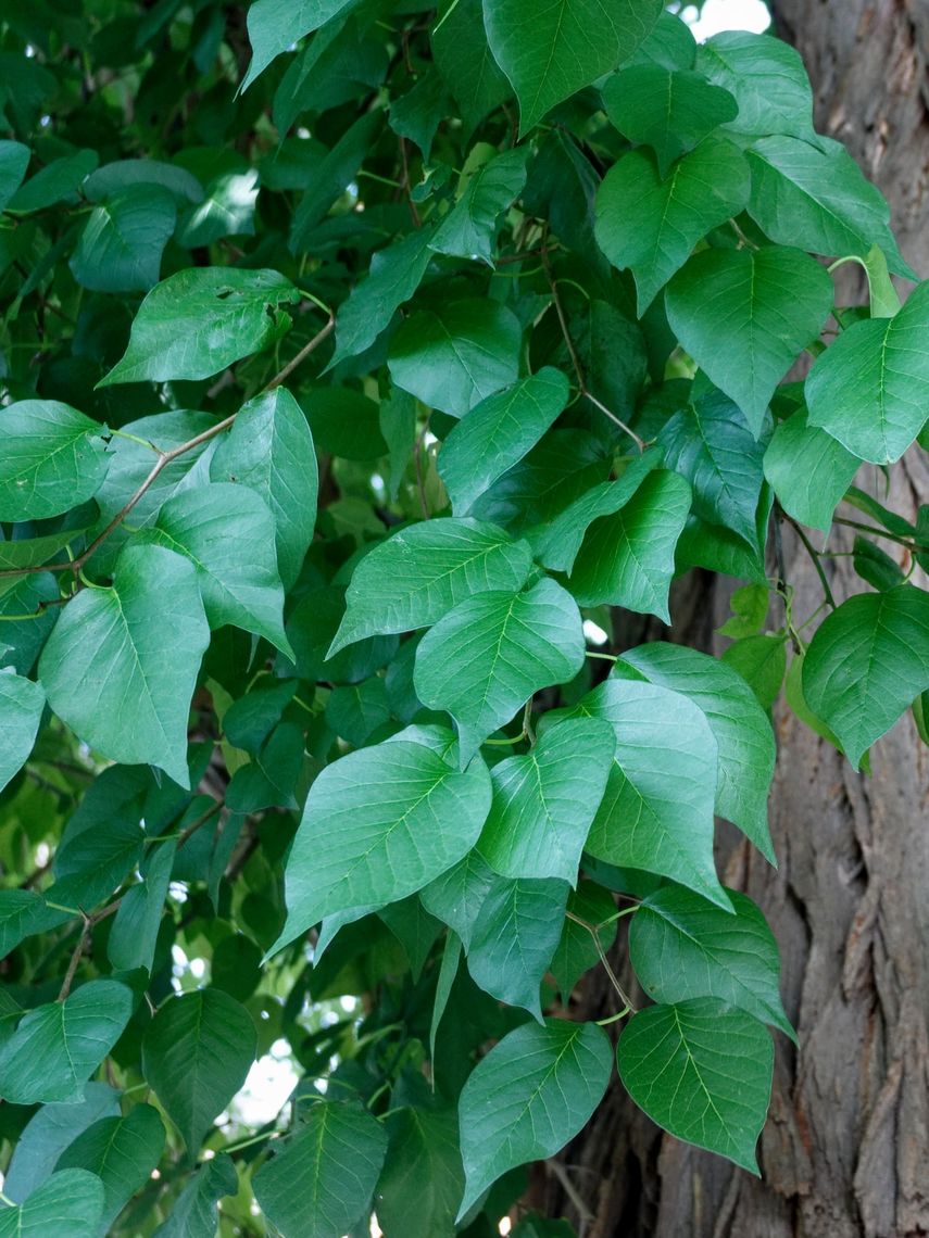 Osage Orange leaves
