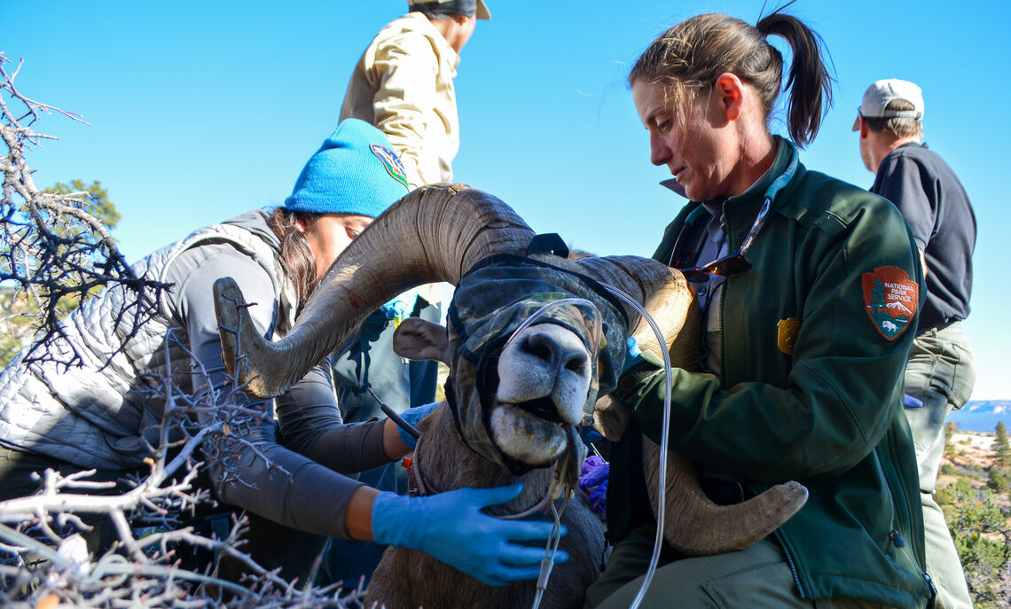 Janice Stroud-Settles '00 is the wildlife program manager for Zion National Park .