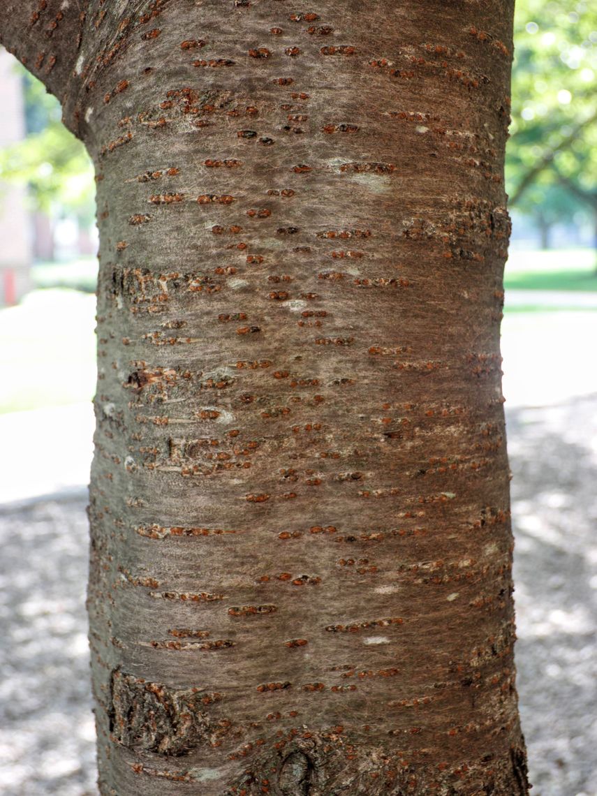 Japanese Flowering Cherry Tree Bark