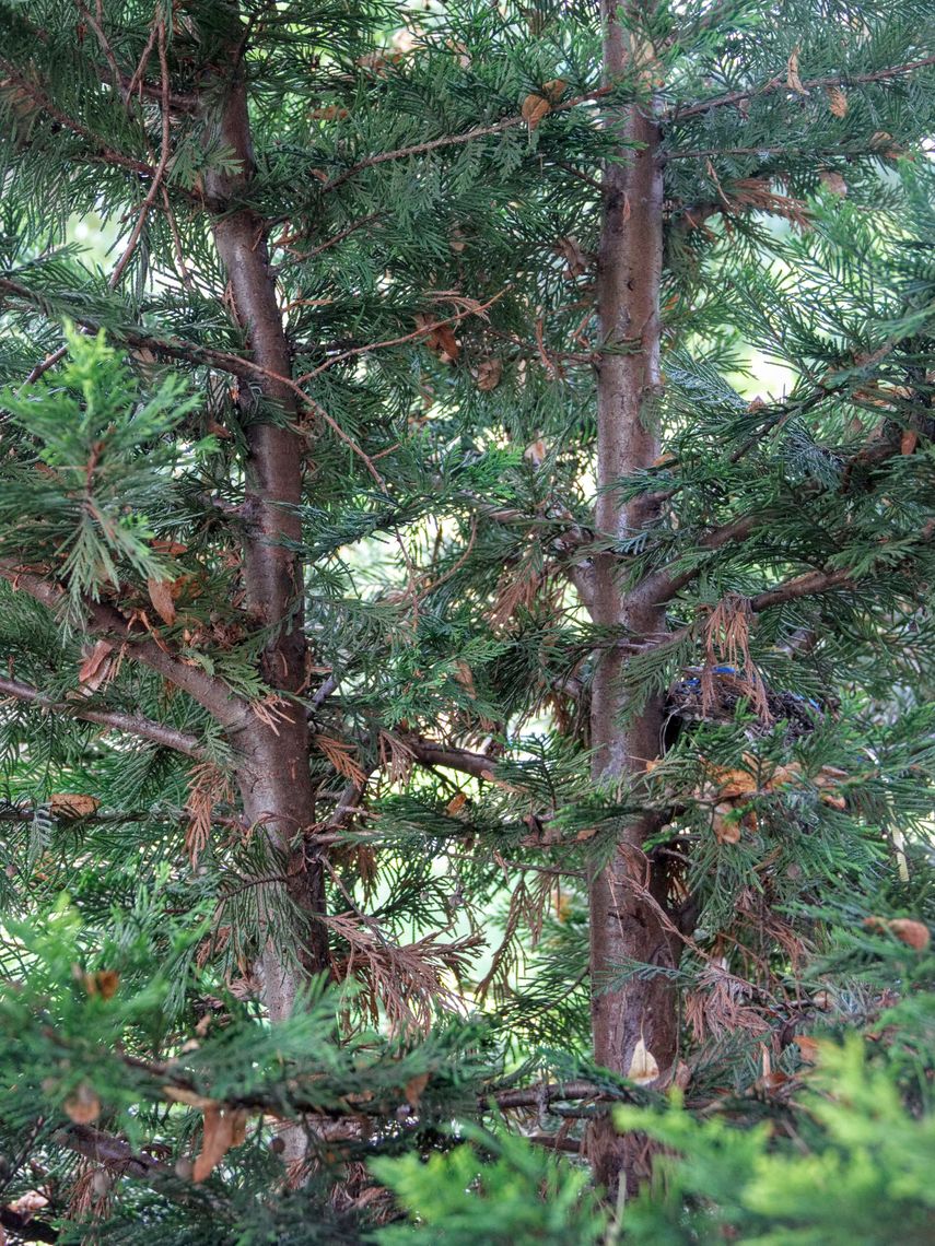 Leyland Cypress Bark