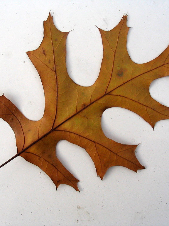 black oak fall leaf