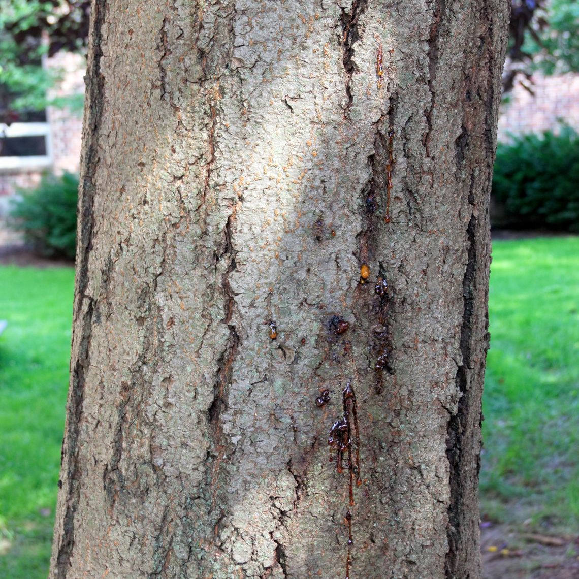 Purple Leaf Plum