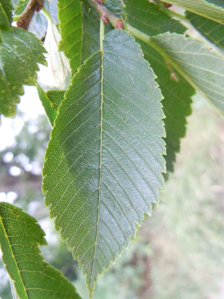 American Elm Leaf Shape