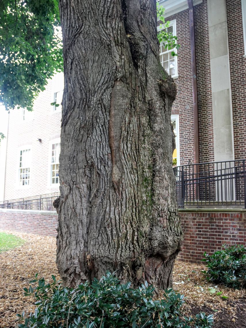 Silver Linden Bark