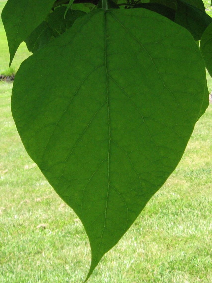 Northern Catalpa Leaf