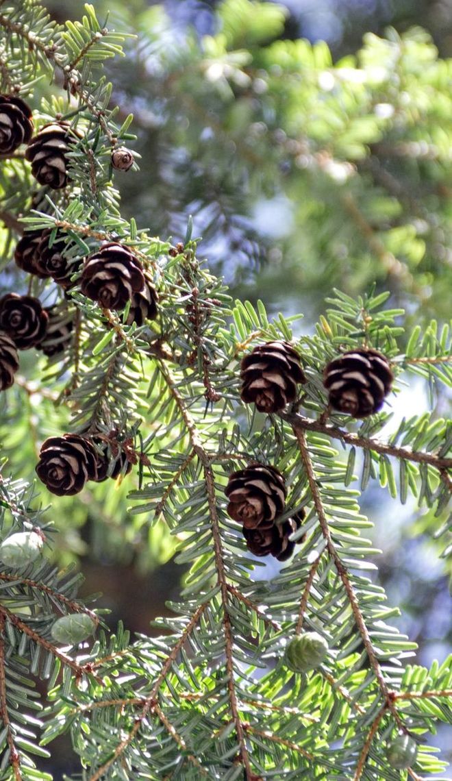 Canadian Hemlock Cones