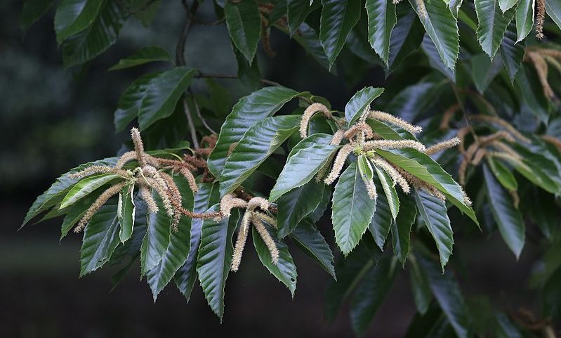 Chinese Chestnut Flower