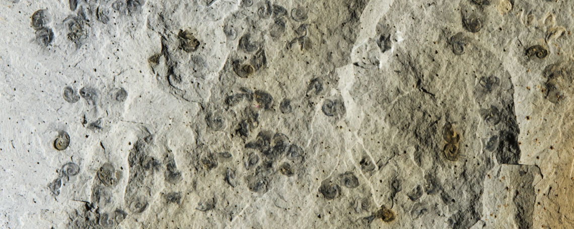 Fossil snails, Pelagiella exigua. Scatter of shells, preserved as partial molds on a rock surface representing the sea floor, about 512 million years ago. Scale bar, 1 cm.