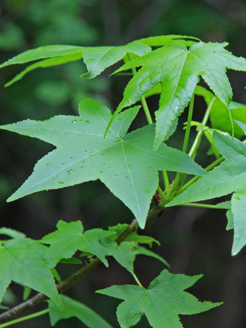 American sweet gum leaves