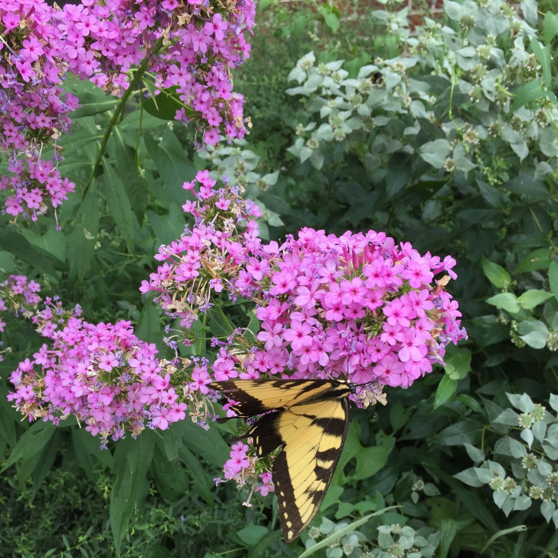 A tiger stripe swallow tail perched on some garden phlox in the native pollinator garden beside brooks