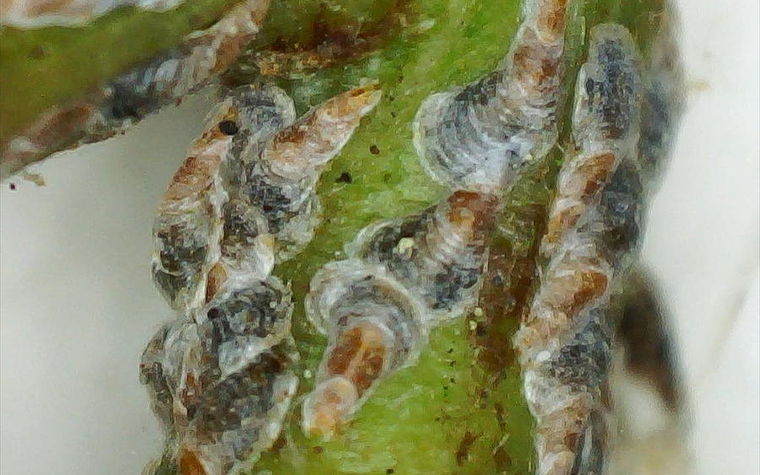 Oystershell Scale Image