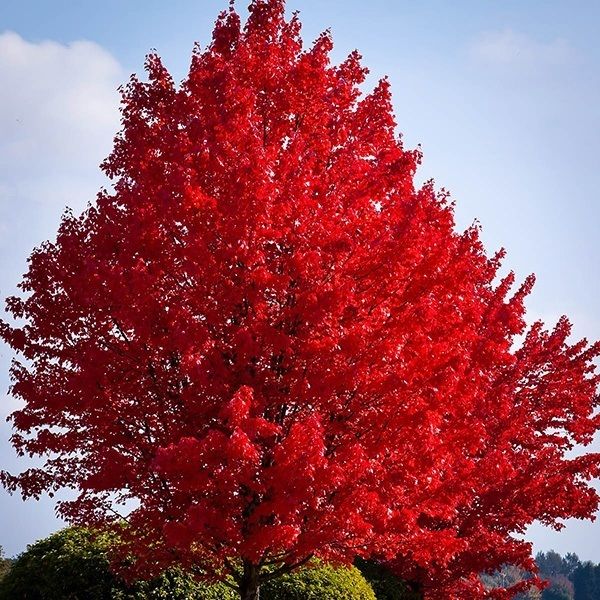 red maple