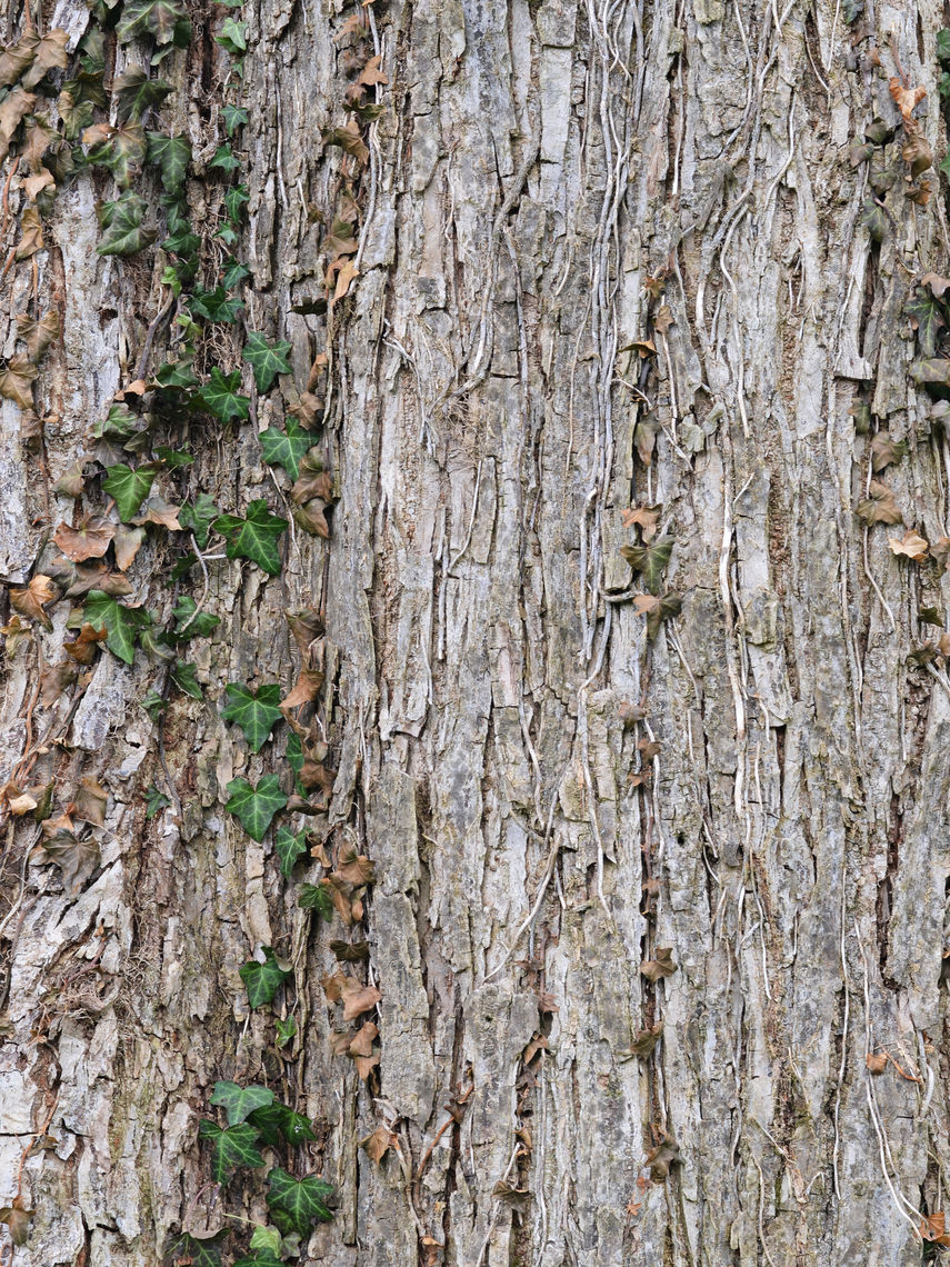 slippery elm bark