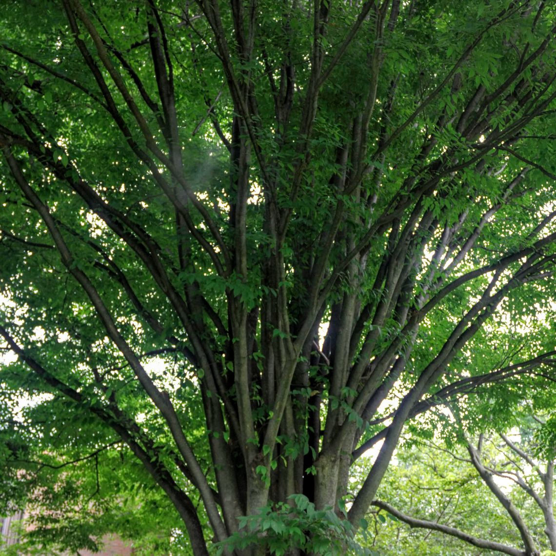 Japanese Zelkova